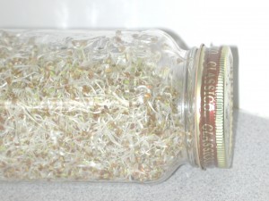 How alfalfa sprouts should look before placing in sunny window