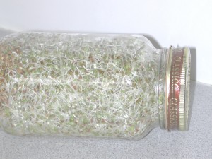 How To Make Alfalfa Sprouts