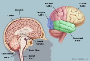 prefrontal cortex, anterior cingulate, basal ganglia, deep limbic system, temporal lobes, cerebellum